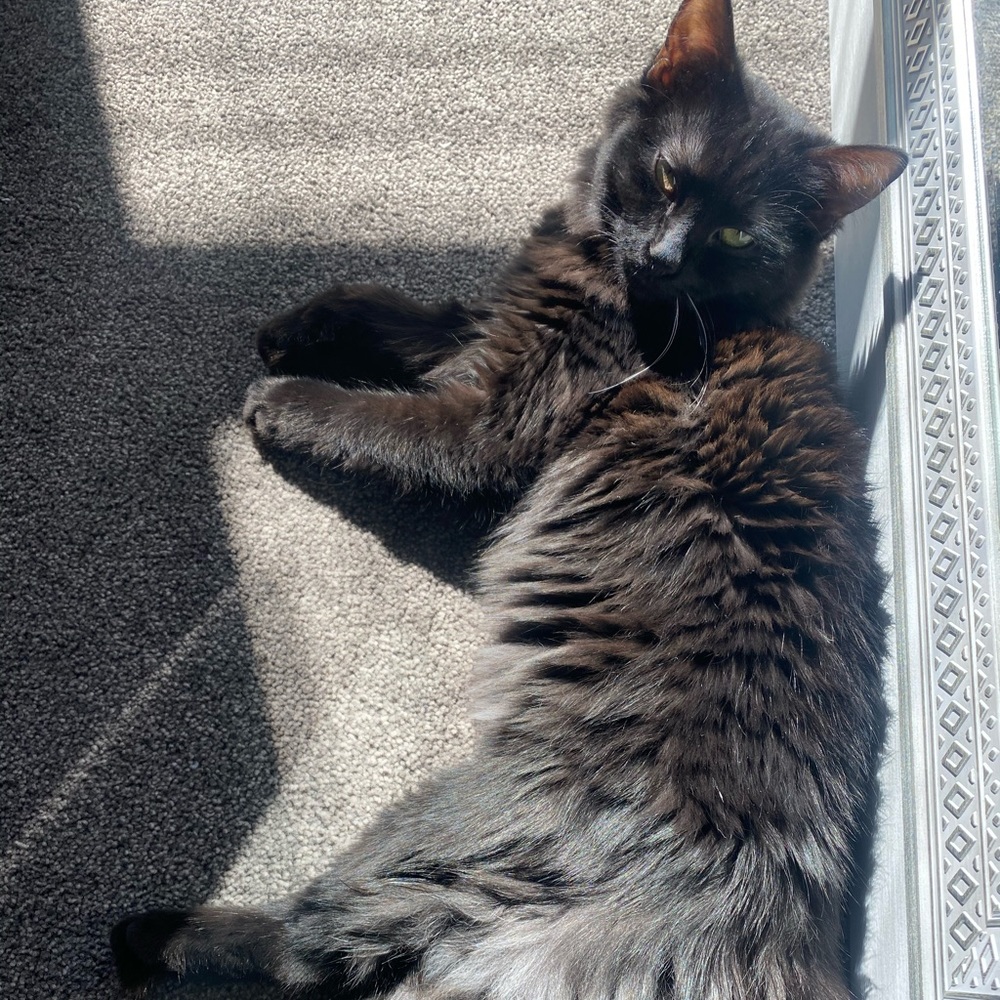 Fluffy - Picture 15 of 16